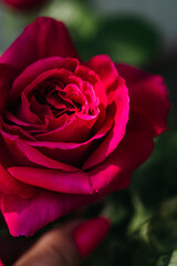 luxurious fresh roses smell like eternity