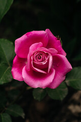 luxurious fresh roses smell like eternity