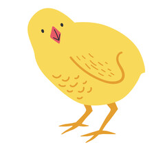 Little Chick Illustration