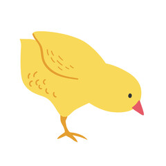 Little Chick Illustration