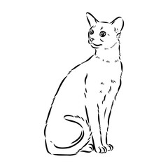 Vector outline Abyssinian Cat in black color. abyssinian cat vector sketch