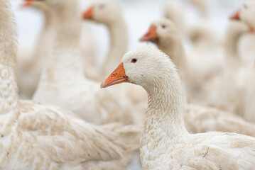 many white geese on a snovy meadow in winter. Portrait.