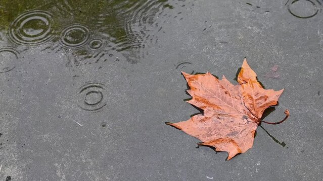 dreary rainy autumn scene as rain drops fall in slow motion onto a wet floor puddle with brown maple leaf. ripples in water provide nice background too seasonal image