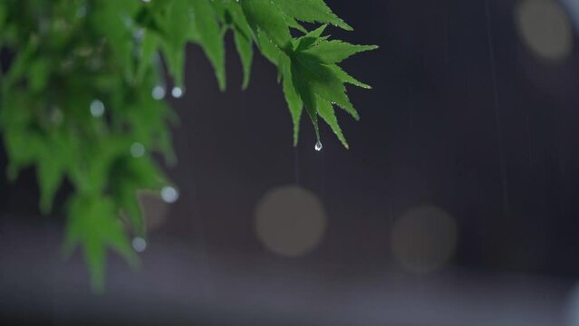 神社を背景に雨が当たるもみじ