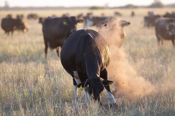 Argentina´s great and amazing cattle
