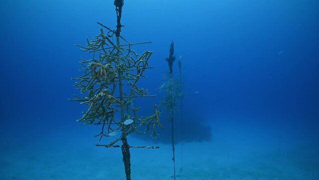 Structures referred to as coral trees are suspended from the sandy floor in order to grow coral from them. The intention is to then outplant the coral onto the reef in order to revive the reef