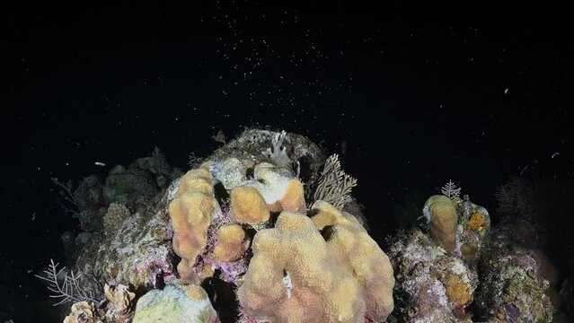 This lobe coral is releasing spawn into the water column which can be seen floating off into the darkness where it will eventually land and hopefully continue the lifecycle of the species.