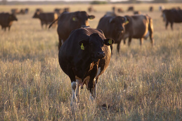 Argentina´s great and amazing cattle