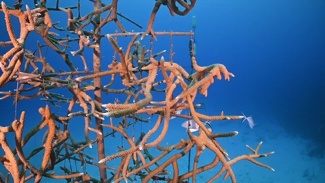 Structures referred to as coral trees are suspended from the sandy floor in order to grow coral from them. The intention is to then outplant the coral onto the reef in order to revive the reef