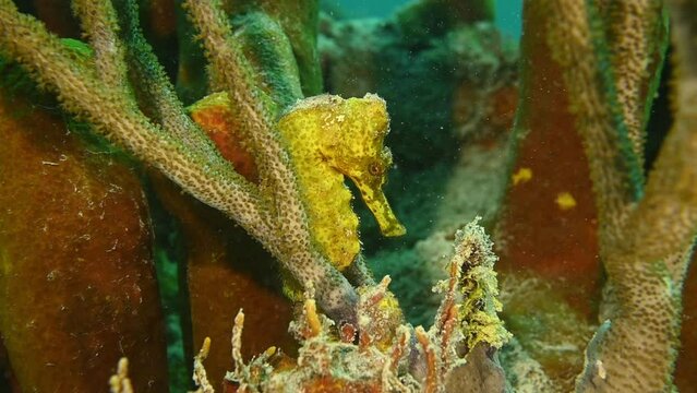 A beautiful yellow seahorse that has made a temporary home in this section of the tropical warm water reef in the Cayman Islands