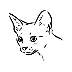 Vector outline Abyssinian Cat in black color. abyssinian cat vector sketch