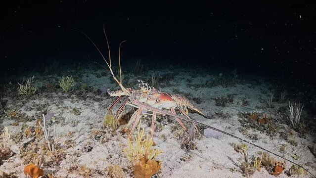 A spiny lobster shot at night as it wonders across the ocean floor looking for food	