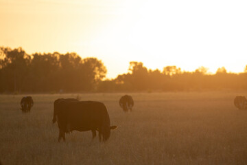 Argentina´s great and amazing cattle