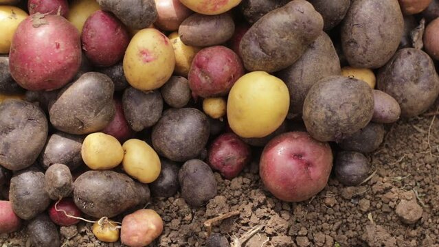 Multi-colored potatoes, purple potatoes, pink potatoes, potato harvest, close up, original vegetables, selective focus.