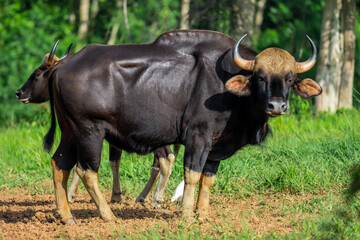 Gaur (Bos gaurus) The fur is short, cropped and shiny, black or brown. The legs are soft white, like wearing socks. The forehead area has a grayish-white or yellowish Bodhi face. High mid-back