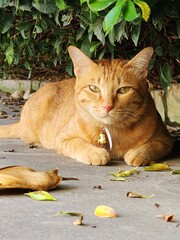 A male orange cat sits crouched under a bush and looks at the camera.