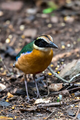 Has a black head over the eyes, wide brown stripes Green top body The feathers covering the wings of the rump and the top of the tail are bright blue.	