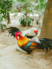 Stray thai rooster chicken bantam colorful in the temple at foraging itself. Toned with color filter and soft noise to get old camera effect. Soft focus and blurred.