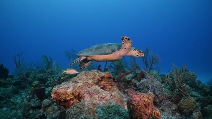 A clip of a wildlife hawksbill turtle animal patrolling the tropical warm water reef in Caribbean Grand Cayman looking for tasty sponge to eat