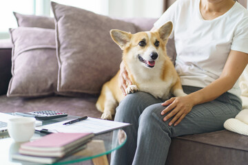 Woman playing with her dog at home lovely corgi on sofa in living room.