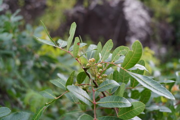 Pink pepper