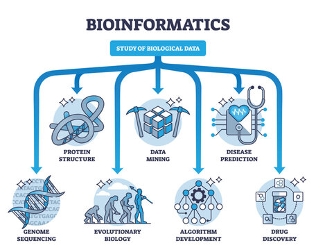 Bioinformatics as study and research of biological data outline diagram. Labeled educational scheme with protein structure, sequencing, data mining and disease prediction division vector illustration