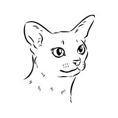Vector outline Abyssinian Cat in black color. abyssinian cat vector sketch