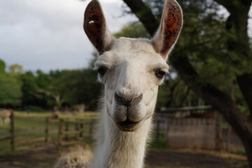 Obraz premium close up of a llama