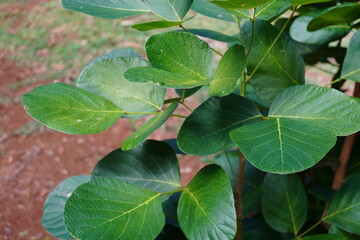 close up of leafs