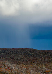 Rain at forest, cabo san pablo, tierra del fuego, argentina