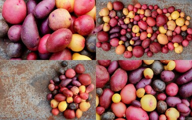 collage of multi-colored raw potatoes harvest