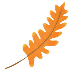 leaf isolated on white