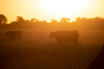 Argentina´s great and amazing cattle
