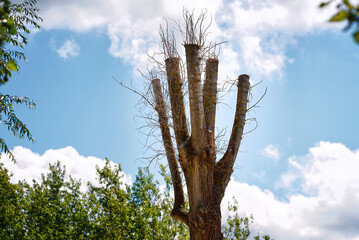 Tree with pruned top against blue sky. Pruning tree in the city square or park. Tree pruning...