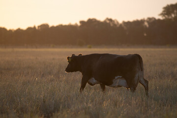 Argentina´s great and amazing cattle