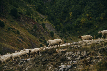 Fototapeta premium A flock of sheep grazes in the mountains of Georgia in autumn. Kazbegi region, Truso Valley. A lot of sheep are walking along the road one after another.