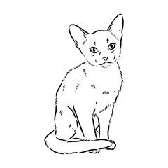Vector outline Abyssinian Cat in black color. abyssinian cat vector sketch