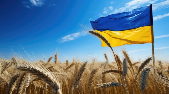 Ukrainian flag on wheat field against blue sky background. Independence Day of Ukraine, flag day.