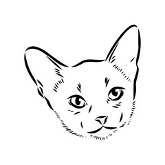 Vector outline Abyssinian Cat in black color. abyssinian cat vector sketch