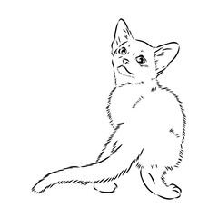 Vector outline Abyssinian Cat in black color. abyssinian cat vector sketch