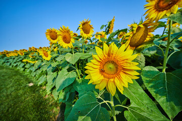 Bee pollinating single sunflower on outer row of sunflowers in field on bright summer day