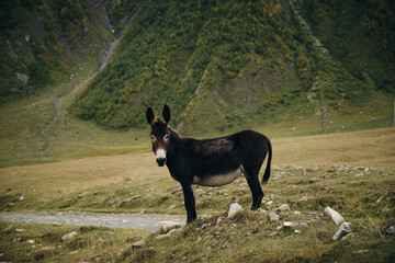 A dark brown donkey with big ears walks in the Truso Valley. Kazbegi region Georgia. Nature of the Caucasus and free rural animals walk in mountains. Full-length portrait.