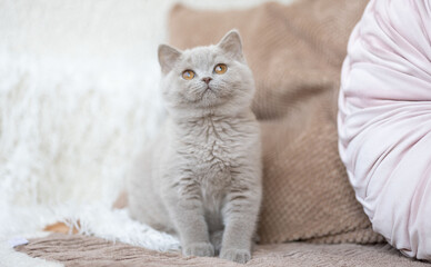 Niedliche Britisch Kurzhaar Kitten Katze edel