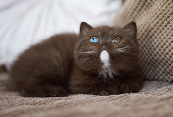 Niedliche Britisch Kurzhaar Kitten Katze edel