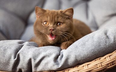 Britisch Kurzhaar Kitten Katze imposant und edel Luxus