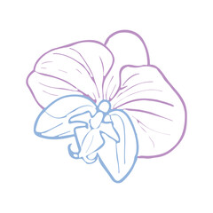Orchid tropical flower head. Vector hand drawn illustration in pastel for design of card or invite, logo