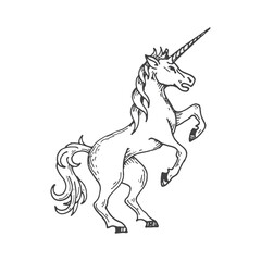 Unicorn medieval heraldic animal sketch. Magic rampart, prancing unicorn horse fantasy animal or mythology beast etching vector insignia. Legend creature royal crest or hand drawn heraldry emblem © Vector Tradition