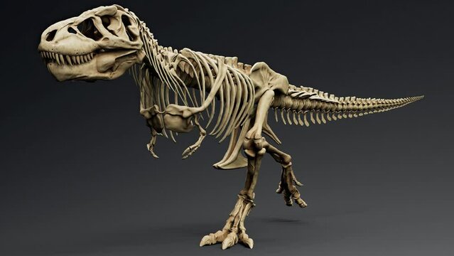 Trannosaurus Rex Sue Skeleton Animation render of background. 3d rendering