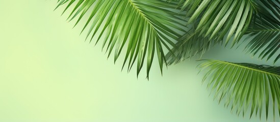 Coconut isolated pastel background Copy space