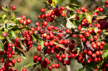 Branches with many red fruits of Crataegus monogyna